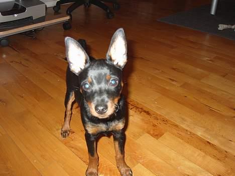Dvaergpinscher Taz billede 3