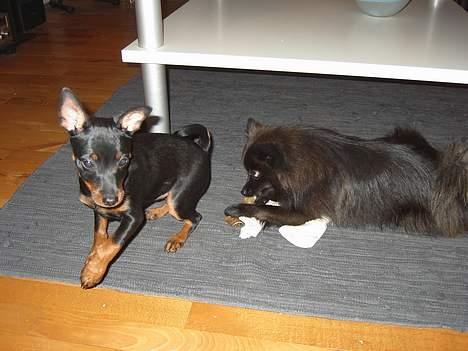 Dvaergpinscher Taz billede 4