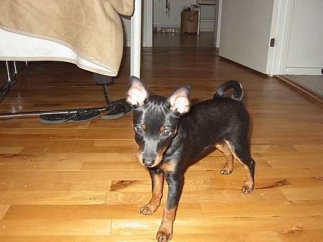 Dvaergpinscher Taz billede 5