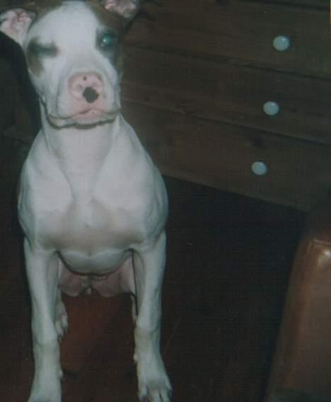 Blanding af racer *Bella*(Mus). R.I.P - Blink blink... Her er jeg ikke så gammel... billede 8