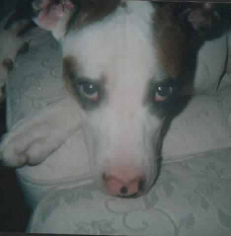 Blanding af racer *Bella*(Mus). R.I.P - Her slapper jeg lige lidt af!!! Når man er ung har man jo brug for meget søvn.... billede 9