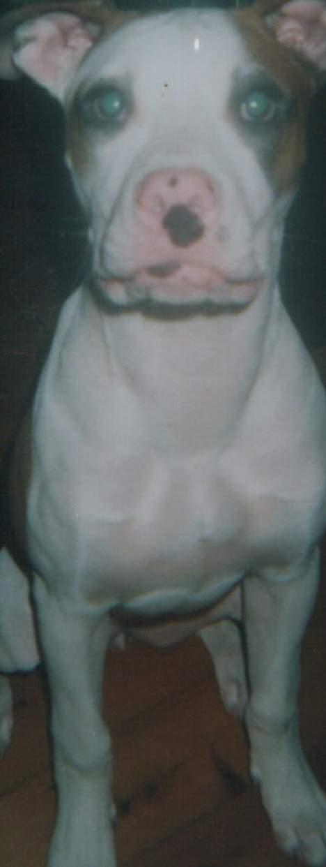 Blanding af racer *Bella*(Mus). R.I.P - Lige et nærbillede!!!! Jeg skal jo lige se hvad du har der!!!! billede 10