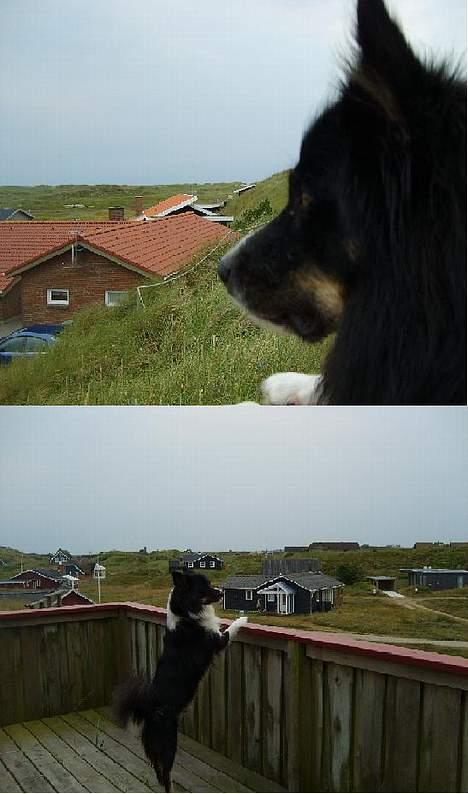 Islandsk fårehund Freyja  - Oppe i vores sommerhus! :) billede 6