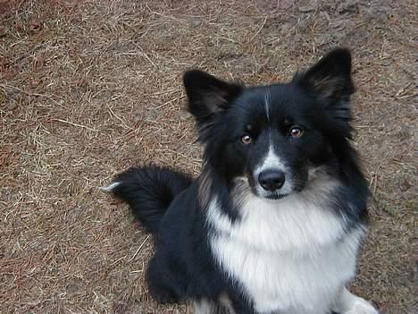 Islandsk fårehund Freyja  - En af mine yndlings billeder! billede 9