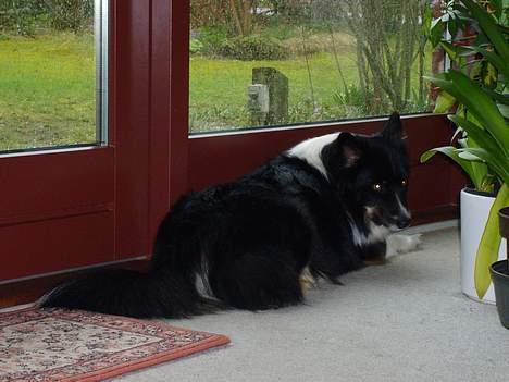Islandsk fårehund Freyja  - Her ligger Freyja næsten altid når vi sidder inde i stuen.. :P billede 11