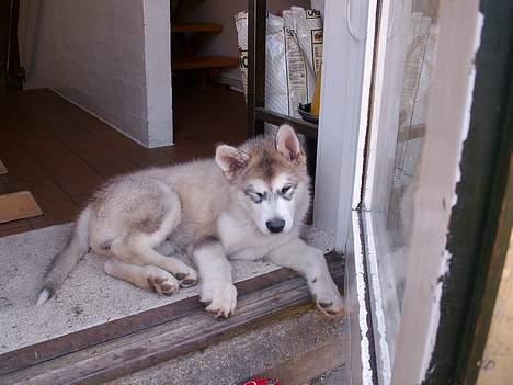 Alaskan malamute Lakhota billede 17