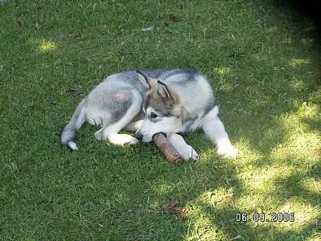Alaskan malamute Lakhota billede 18