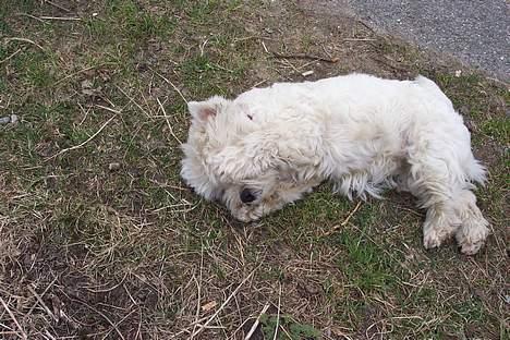 West highland white terrier hjortbak artamis of zeus  - Lad mig nu ligge, jeg sover ;p billede 4