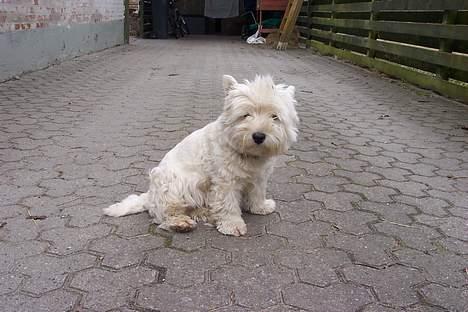 West highland white terrier hjortbak artamis of zeus  - øhh, er det nu jeg skal se smuk ud ?  billede 5