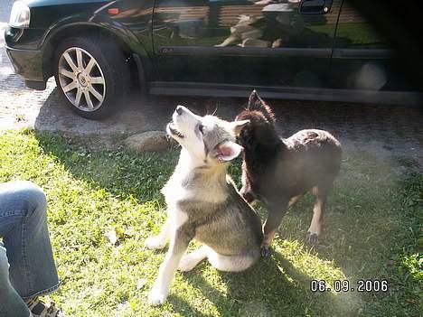 Alaskan malamute Lakhota billede 19