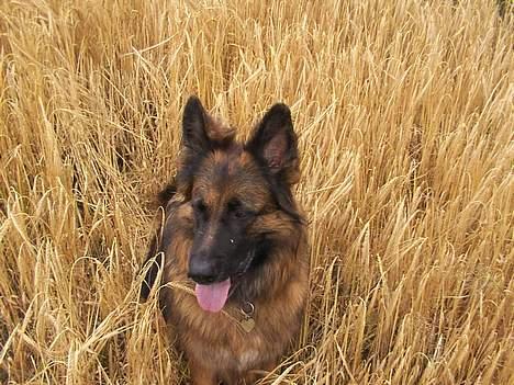 Schæferhund Daisy - på marken igen billede 19
