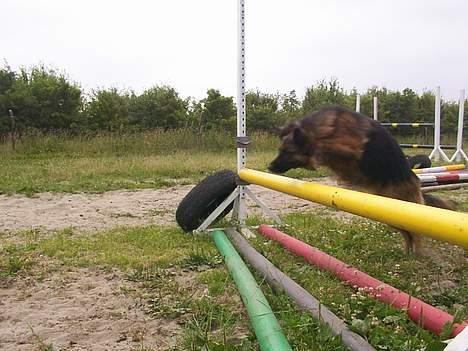 Schæferhund Daisy - hun satme da en dejlig springer :P fuld a fart <3 billede 20