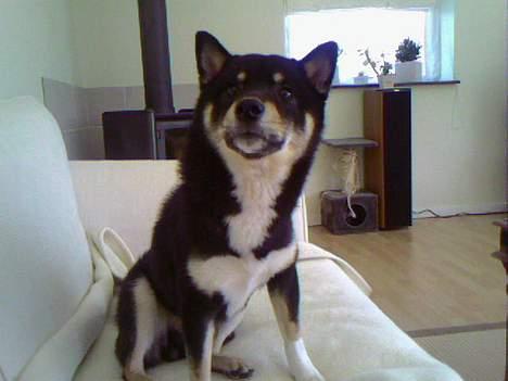 Shiba Kailo billede 1