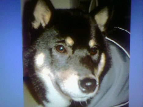 Shiba Kailo billede 3