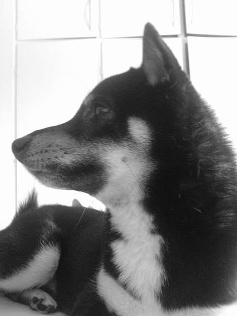Shiba Kailo billede 7
