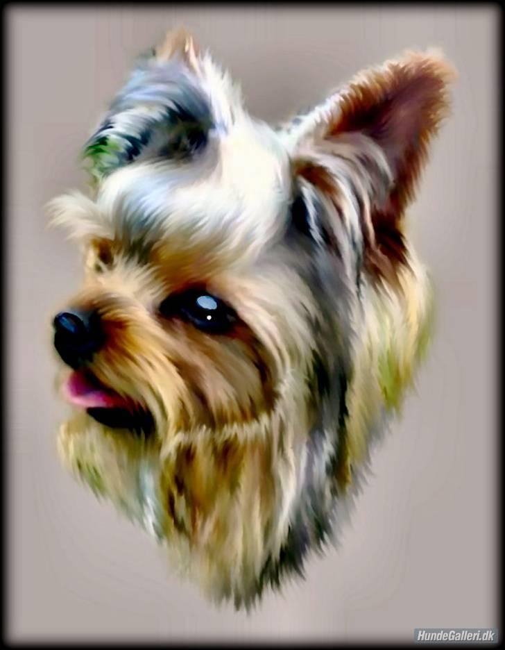 Yorkshire terrier * Luca, betjent* - Hej jeg hedder Luca, og du er hoppet forbi min profil. Altså min mor synes, jeg er såååååå smuk..Det smukkeste billed lavet af ...Det lille blå lyn og banditræv´ moar... billede 1