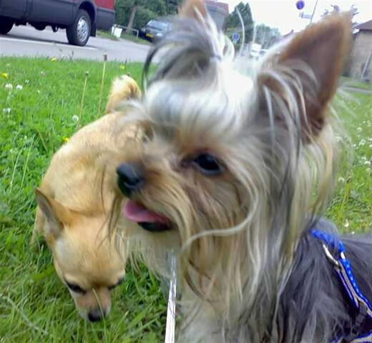 Yorkshire terrier * Luca, betjent* - Luca er blevet en stor dreng. Han er simpelthen blevet en smuksak....  billede 3