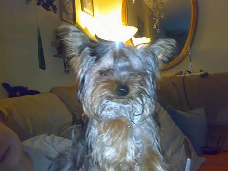 Yorkshire terrier * Luca, betjent* - Siger du noget?? Nej der er ikke flammer i mit hår, men ´mor´ der har pudset min glorie....Smil billede 4