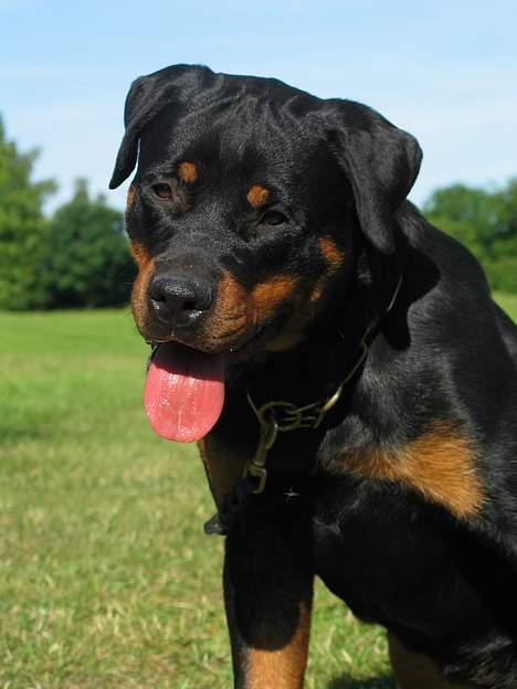 Rottweiler Fattiggården's Haiki *død* - Ser jeg ikke sød ud billede 1