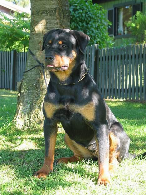 Rottweiler Fattiggården's Haiki *død* - *Sagde du noget* billede 3