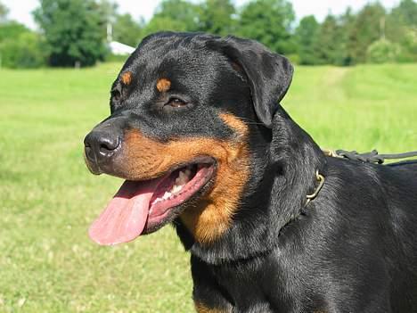 Rottweiler Fattiggården's Haiki *død* - Fotomodel billede 4