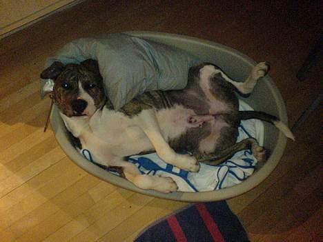 Amerikansk staffordshire terrier Tyson billede 1