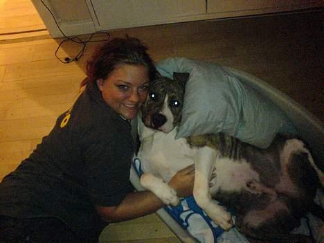 Amerikansk staffordshire terrier Tyson billede 2