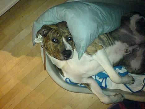 Amerikansk staffordshire terrier Tyson billede 3