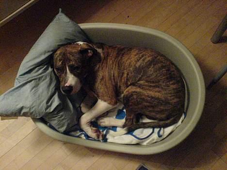 Amerikansk staffordshire terrier Tyson billede 4