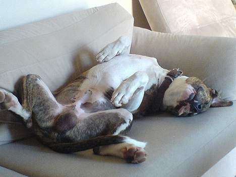 Amerikansk staffordshire terrier Tyson billede 5