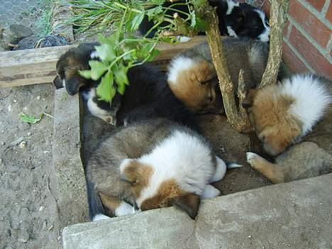 Islandsk fårehund Freyja  - Alle Freyjas hvalpe sover.. :P billede 14