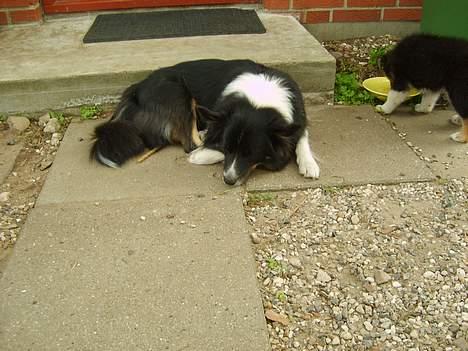 Islandsk fårehund Freyja  - Hårdt at være mor.. :) billede 15