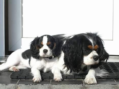 Cavalier king charles spaniel Freja ( RIP) billede 4