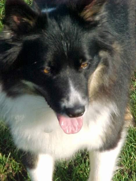 Islandsk fårehund Freyja  - Smukke.. billede 18