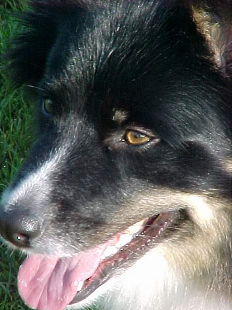 Islandsk fårehund Freyja  - Freyjaaa! billede 19