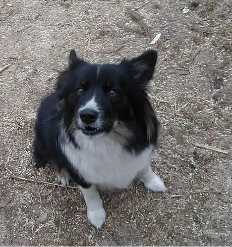 Islandsk fårehund Freyja  - Freyja er ved at sige, vov! :D billede 20