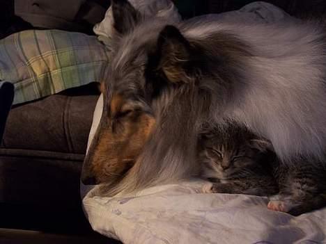 Collie langhåret Zappa billede 6