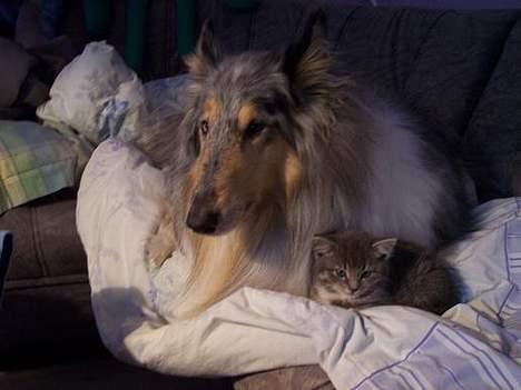 Collie langhåret Zappa billede 7