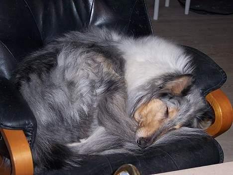 Collie langhåret Zappa billede 8