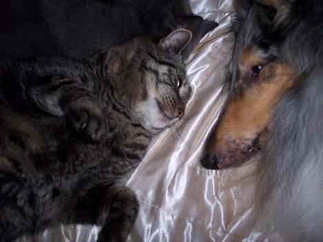 Collie langhåret Zappa billede 9