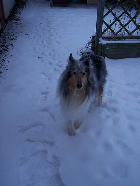 Collie langhåret Zappa billede 10