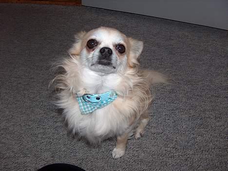 Chihuahua Gizmo - se mit smukke halsbånd ?  billede 13