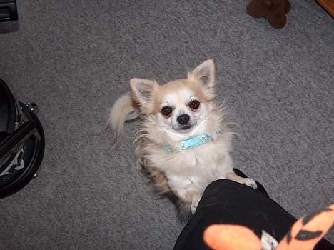 Chihuahua Gizmo - sker der noget her ?  billede 14