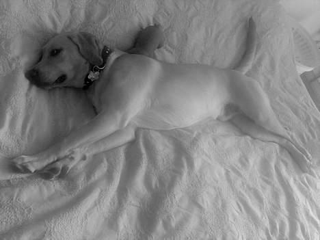 Labrador retriever Rico - " hvor kan jeg bare strække mig.." billede 19