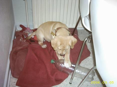 Labrador retriever Rico - "legesyg?...- jaaah en lille smule da kan jeg godt li klare" billede 20