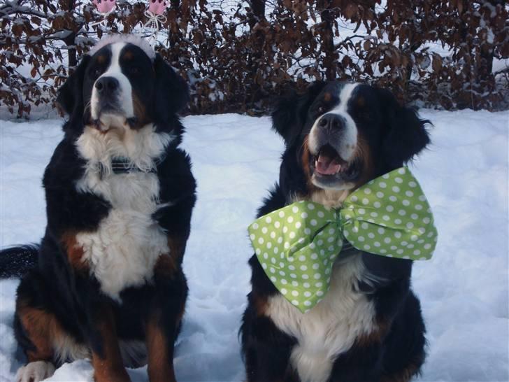 Berner sennenhund BAILEY HIMMELHUND <3 billede 6