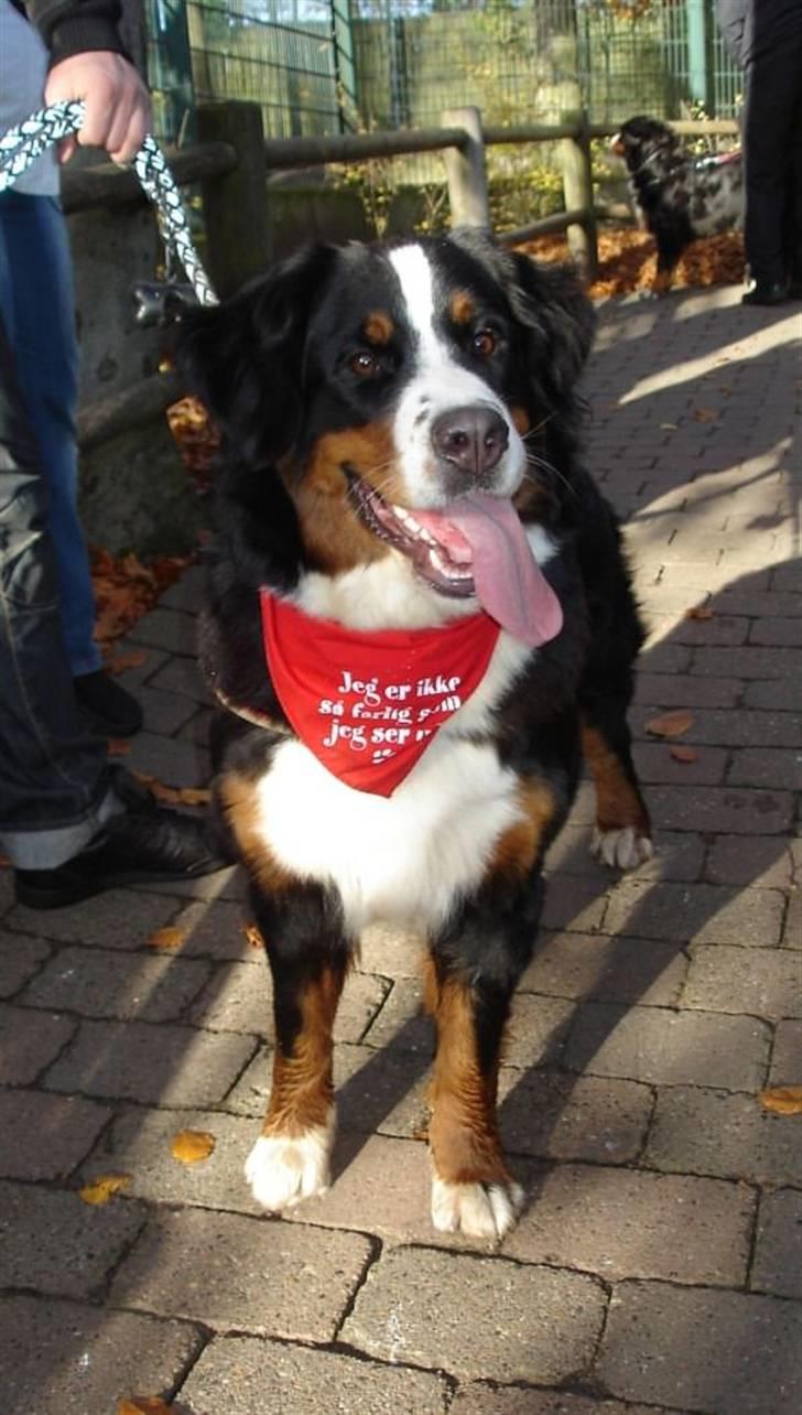 Berner sennenhund BAILEY HIMMELHUND <3 billede 7