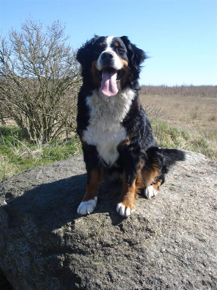 Berner sennenhund BAILEY HIMMELHUND <3 billede 8