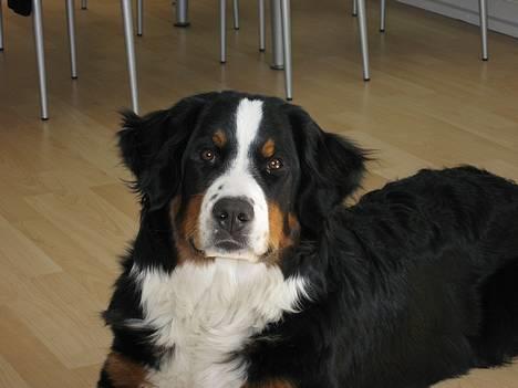 Berner sennenhund BAILEY HIMMELHUND <3 billede 9