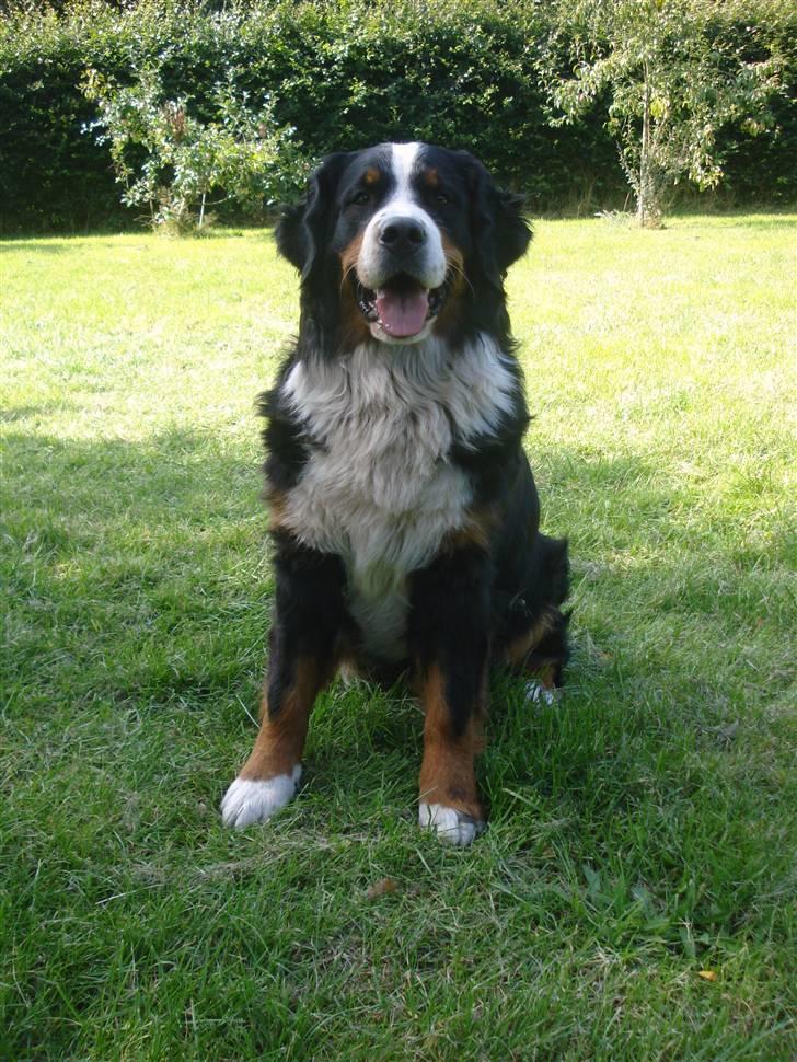 Berner sennenhund BAILEY HIMMELHUND <3 billede 10